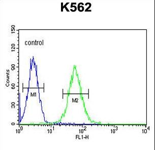 MINPP1 Antibody - MINPP1 Antibody flow cytometry of K562 cells (right histogram) compared to a negative control cell (left histogram). FITC-conjugated goat-anti-rabbit secondary antibodies were used for the analysis.