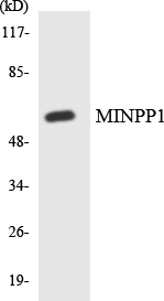 MINPP1 Antibody - Western blot analysis of the lysates from HepG2 cells using MINPP1 antibody.