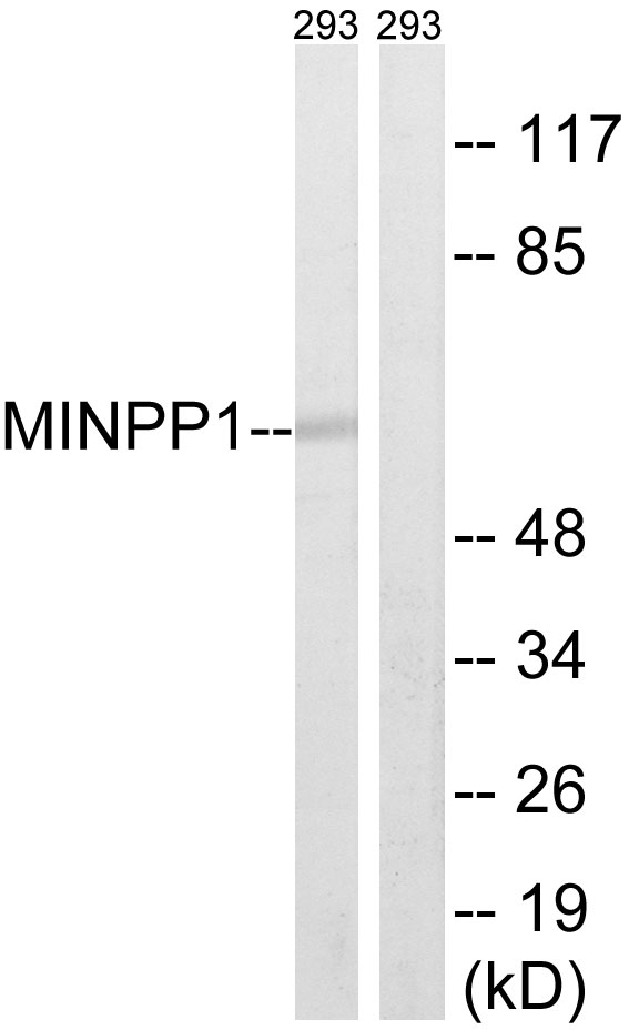 MINPP1 Antibody - Western blot analysis of lysates from 293 cells, using MINPP1 Antibody. The lane on the right is blocked with the synthesized peptide.