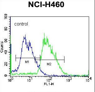 MINPP1 Antibody - MINPP1 Antibody flow cytometry of NCI-H460 cells (right histogram) compared to a negative control cell (left histogram). FITC-conjugated donkey-anti-rabbit secondary antibodies were used for the analysis.