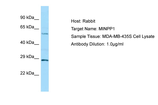 MINPP1 Antibody -  This image was taken for the unconjugated form of this product. Other forms have not been tested.