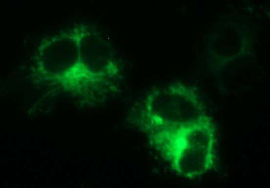 MINPP1 Antibody - Anti-MINPP1 mouse monoclonal antibody immunofluorescent staining of COS7 cells transiently transfected by pCMV6-ENTRY MINPP1.