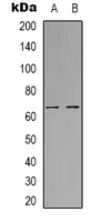 MINPP1 Antibody - Western blot analysis of MINPP1 expression in HeLa (A); HEK293T (B) whole cell lysates.
