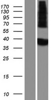 MINPP1 Protein - Western validation with an anti-DDK antibody * L: Control HEK293 lysate R: Over-expression lysate
