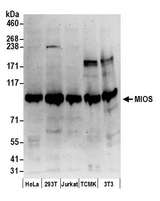 MIOS / FLJ20323 Antibody - Detection of human and mouse MIOS by western blot. Samples: Whole cell lysate (50 µg) from HeLa, HEK293T, Jurkat, mouse TCMK-1, and mouse NIH 3T3 cells prepared using NETN lysis buffer. Antibodies: Affinity purified rabbit anti-MIOS antibody used for WB at 0.1 µg/ml. Detection: Chemiluminescence with an exposure time of 3 minutes.