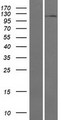 MIOS / FLJ20323 Protein - Western validation with an anti-DDK antibody * L: Control HEK293 lysate R: Over-expression lysate