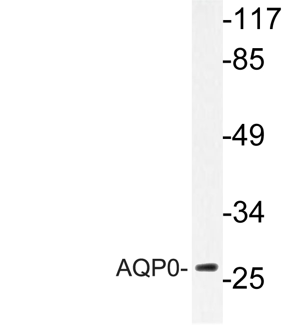 MIP / AQP0 / Aquaporin 0 Antibody - Western blot analysis of lysate from HT-29 cells, using AQP0 antibody.