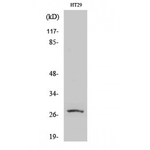 MIP / AQP0 / Aquaporin 0 Antibody - Western blot of AQP0 antibody