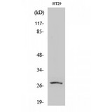 MIP / AQP0 / Aquaporin 0 Antibody - Western blot of AQP0 antibody