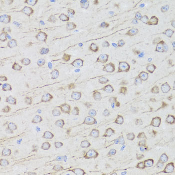 MIP / AQP0 / Aquaporin 0 Antibody - Immunohistochemistry of paraffin-embedded mouse brain tissue.