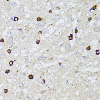 MIP / AQP0 / Aquaporin 0 Antibody - Immunohistochemistry of paraffin-embedded rat brain tissue.