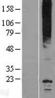 MIP / AQP0 / Aquaporin 0 Protein - Western validation with an anti-DDK antibody * L: Control HEK293 lysate R: Over-expression lysate