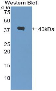 MIP2 / GRO2 / CXCL2 Antibody - Western blot of recombinant MIP-2 / GRO2 / CXCL2.