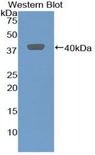MIP2 / GRO2 / CXCL2 Antibody - Western blot of recombinant MIP-2 / GRO2 / CXCL2.