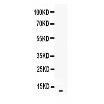 MIP2 / GRO2 / CXCL2 Antibody - Western blot analysis of CXCL2 expression in recombinant rat CXCL2 protein 0.5ng (lane 1). CXCL2 at 11 kD was detected using rabbit anti- CXCL2 Antigen Affinity purified polyclonal antibody at 0.5 ug/mL. The blot was developed using chemiluminescence (ECL) method.