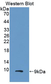 MIP2 / GRO2 / CXCL2 Antibody - Western Blot; Sample: Recombinant protein.