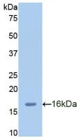 MIP2 / GRO2 / CXCL2 Antibody - Western Blot; Sample: Recombinant GROb, Human.