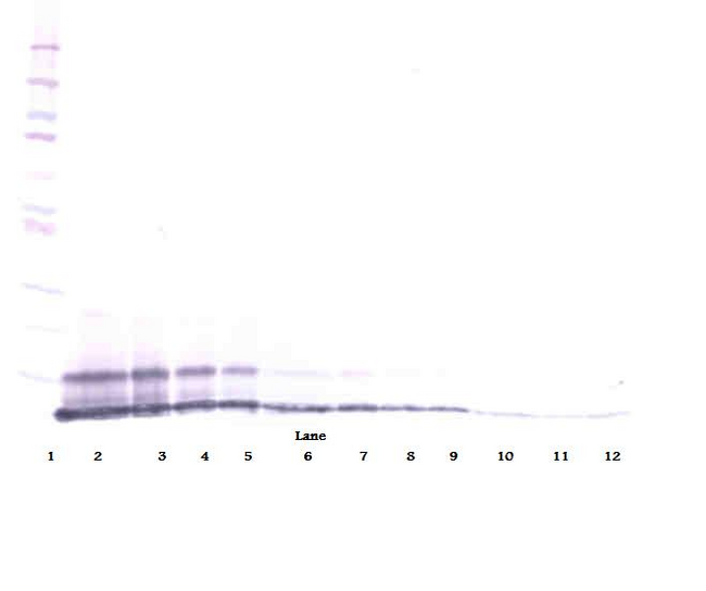 MIP2 / GRO2 / CXCL2 Antibody - Biotinylated Anti-Rat GRO-ß/MIP-2 (CXCL2) Western Blot Reduced