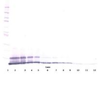 MIP2 / GRO2 / CXCL2 Antibody - Biotinylated Anti-Rat GRO-ß/MIP-2 (CXCL2) Western Blot Reduced
