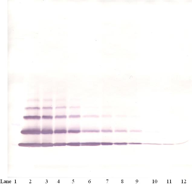MIP2 / GRO2 / CXCL2 Antibody - Anti-Human GRO-ß (CXCL2) Western Blot Unreduced