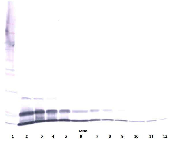 MIP2 / GRO2 / CXCL2 Antibody - Anti-Murine MIP-2 (CXCL2) Western Blot Reduced