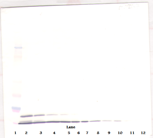 MIP2 / GRO2 / CXCL2 Antibody - Anti-Murine MIP-2 (CXCL2) Western Blot Unreduced