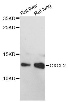MIP2 / GRO2 / CXCL2 Antibody - Western blot analysis of extracts of rat lung, using CXCL2 antibody at 1:3000 dilution. The secondary antibody used was an HRP Goat Anti-Rabbit IgG (H+L) at 1:10000 dilution. Lysates were loaded 25ug per lane and 3% nonfat dry milk in TBST was used for blocking. An ECL Kit was used for detection and the exposure time was 90s.