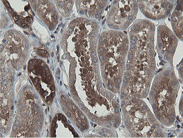 MIPEP Antibody - IHC of paraffin-embedded Human Kidney tissue using anti-MIPEP mouse monoclonal antibody.