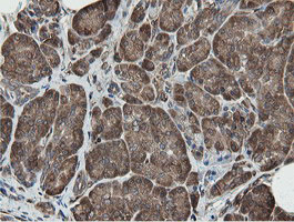 MIPEP Antibody - IHC of paraffin-embedded Human pancreas tissue using anti-MIPEP mouse monoclonal antibody.