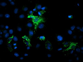 MIPEP Antibody - Anti-MIPEP mouse monoclonal antibody immunofluorescent staining of COS7 cells transiently transfected by pCMV6-ENTRY MIPEP.