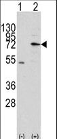 MIPEP Antibody - Western blot of MIPEP (arrow) using rabbit polyclonal MIPEP Antibody. 293 cell lysates (2 ug/lane) either nontransfected (Lane 1) or transiently transfected with the MIPEP gene (Lane 2) (Origene Technologies).