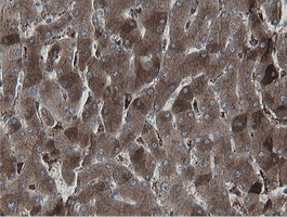 MIPEP Antibody - IHC of paraffin-embedded Human liver tissue using anti-MIPEP mouse monoclonal antibody.