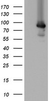 MIPEP Antibody - HEK293T cells were transfected with the pCMV6-ENTRY control (Left lane) or pCMV6-ENTRY MIPEP (Right lane) cDNA for 48 hrs and lysed. Equivalent amounts of cell lysates (5 ug per lane) were separated by SDS-PAGE and immunoblotted with anti-MIPEP.