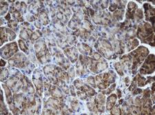 MIPEP Antibody - IHC of paraffin-embedded Human pancreas tissue using anti-MIPEP mouse monoclonal antibody.