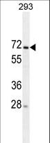 MIPEP Antibody - MIPEP Antibody western blot of 293 cell line lysates (35 ug/lane). The MIPEP antibody detected the MIPEP protein (arrow).