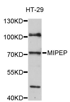 MIPEP Antibody - Western blot analysis of extracts of HT-29 cells, using MIPEP antibody at 1:3000 dilution. The secondary antibody used was an HRP Goat Anti-Rabbit IgG (H+L) at 1:10000 dilution. Lysates were loaded 25ug per lane and 3% nonfat dry milk in TBST was used for blocking. An ECL Kit was used for detection and the exposure time was 90s.