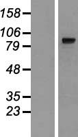 MIPEP Protein - Western validation with an anti-DDK antibody * L: Control HEK293 lysate R: Over-expression lysate