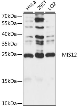 MIS12 Antibody - Western blot analysis of extracts of various cell lines, using MIS12 antibody at 1:1000 dilution. The secondary antibody used was an HRP Goat Anti-Rabbit IgG (H+L) at 1:10000 dilution. Lysates were loaded 25ug per lane and 3% nonfat dry milk in TBST was used for blocking. An ECL Kit was used for detection and the exposure time was 30s.