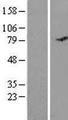 MISP / C19orf21 Protein - Western validation with an anti-DDK antibody * L: Control HEK293 lysate R: Over-expression lysate