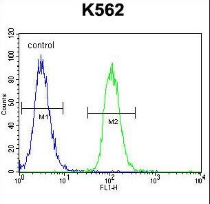 MITF Antibody - MITF Antibody flow cytometry of K562 cells (right histogram) compared to a negative control cell (left histogram). FITC-conjugated goat-anti-rabbit secondary antibodies were used for the analysis.