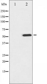 MITF Antibody - Western blot analysis of MITF phosphorylation expression in COS7 whole cells lysates. The lane on the left is treated with the antigen-specific peptide.