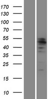 MITF Protein - Western validation with an anti-DDK antibody * L: Control HEK293 lysate R: Over-expression lysate