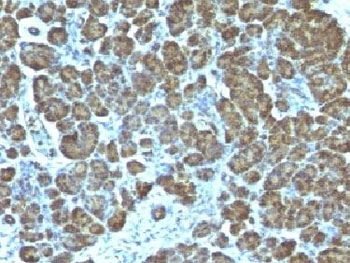 Mitochondria Antibody - IHC testing of FFPE human pancreas with Mitochondrial Marker antibody (clone 113-1) This image was taken for the unmodified form of this product. Other forms have not been tested.