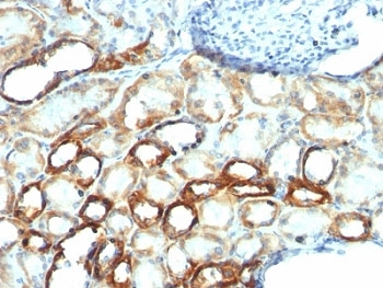 Mitochondria Antibody - Formalin-fixed, paraffin-embedded human tonsil stained with anti-Mitochondrial antibody (AE-1).  This image was taken for the unmodified form of this product. Other forms have not been tested.