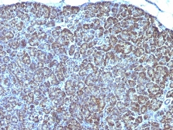 Mitochondria Antibody - Formalin-fixed, paraffin-embedded human pancreas stained with anti-Mitochondrial antibody (AE-1).  This image was taken for the unmodified form of this product. Other forms have not been tested.