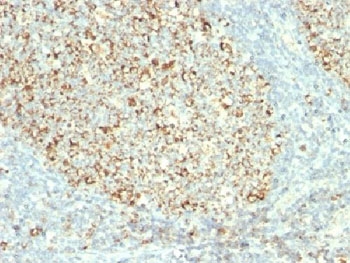Mitochondria Antibody - IHC testing of FFPE human tonsil with Mitochondria antibody (clone MTC02) This image was taken for the unmodified form of this product. Other forms have not been tested.