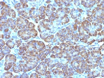 Mitochondria Antibody - IHC testing of FFPE human pancreas with Mitochondria antibody (clone MTC02) This image was taken for the unmodified form of this product. Other forms have not been tested.
