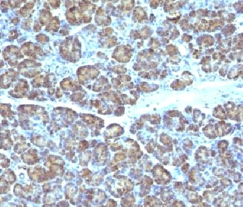 Mitochondria Antibody - IHC testing of FFPE human pancreas with Mitochondrial antibody