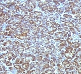 Mitochondria Antibody - IHC testing of FFPE human pancreas stained with Mitochondrial antibody (MLT56).  This image was taken for the unmodified form of this product. Other forms have not been tested.