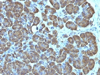 Mitochondria Antibody - Formalin-fixed, paraffin-embedded human pancreas stained with anti-Mitochondria antibody (SPM198).  This image was taken for the unmodified form of this product. Other forms have not been tested.